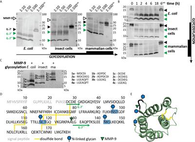 Internal Disulfide Bonding and Glycosylation of Interleukin-7 Protect Against Proteolytic Inactivation by Neutrophil Metalloproteinases and Serine Proteases